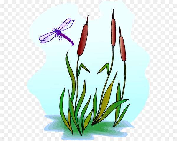 Камыш для детей