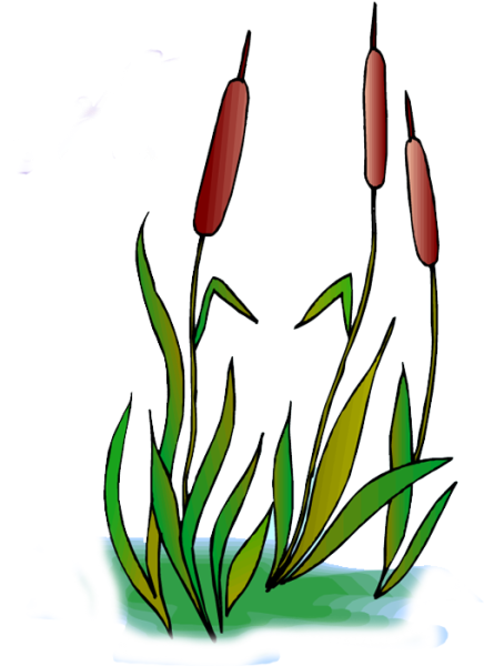 Камыш рисунок