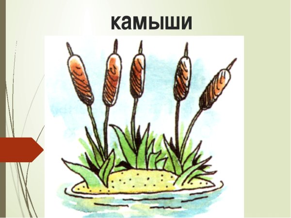 Камыш рисунок