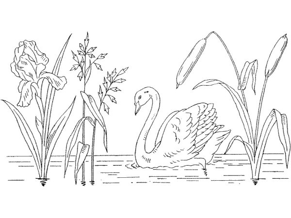 Лебедь раскраска