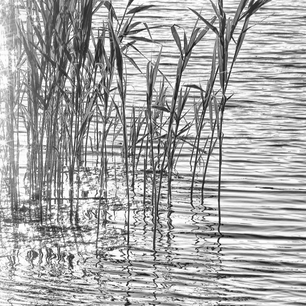 Камыш Графика