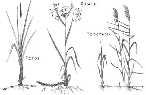 Тростник строение
