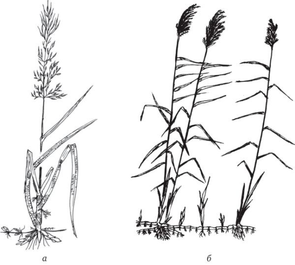 Тростник цицания широколистная