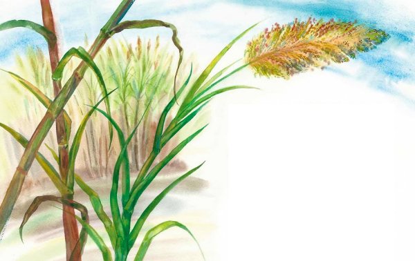Тростник цветными карандашами