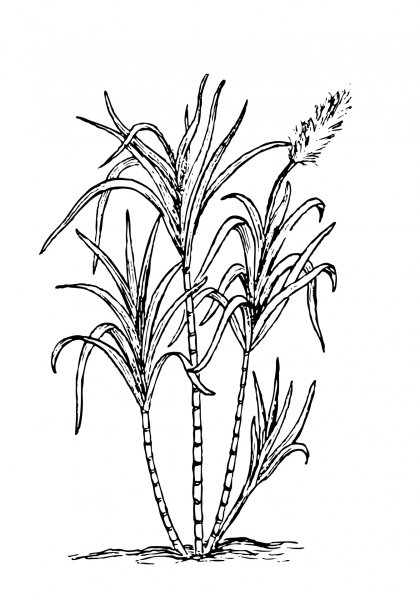 Тростник раскраска