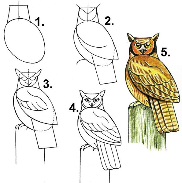 Поэтапное рисование соры