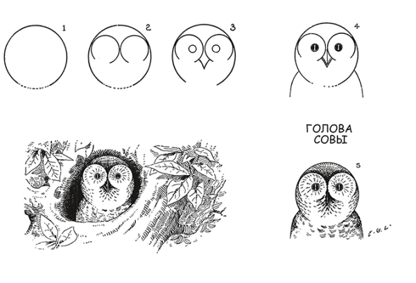 Поэтапное рисование Совы