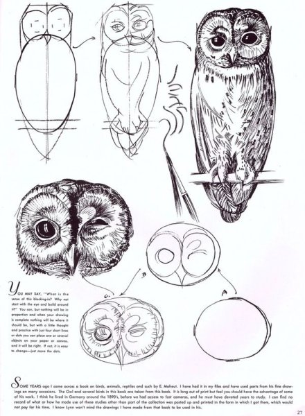 Поэтапное рисование Совы
