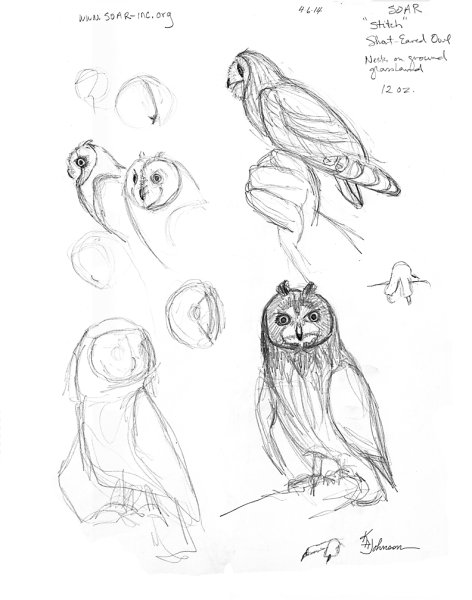 Презентация по изо рисование Совы