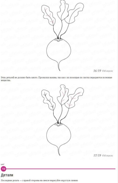 Свекла этапы рисование