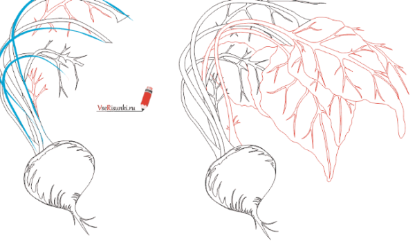 Свекла поэтапное рисование