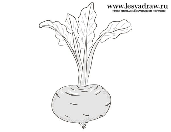 Свекла поэтапное рисование