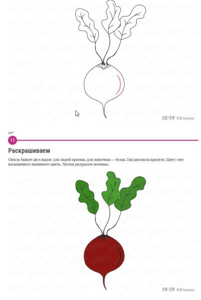 Свекла этапы рисование