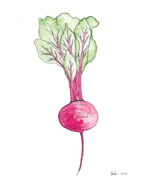 Свекла рисунок