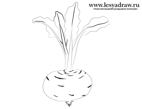Нарисовать свеклу поэтапно
