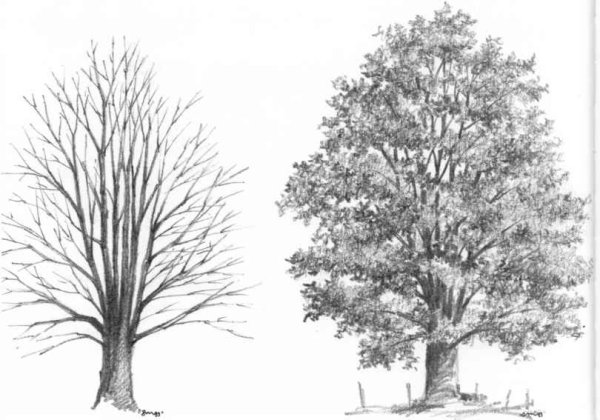 Лиственное дерево карандашом