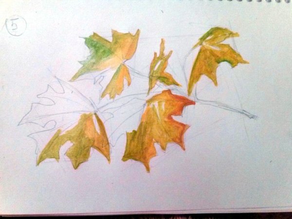 Рисование ветки клена