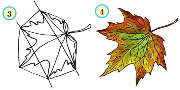 Поэтапный рисунок листа клена