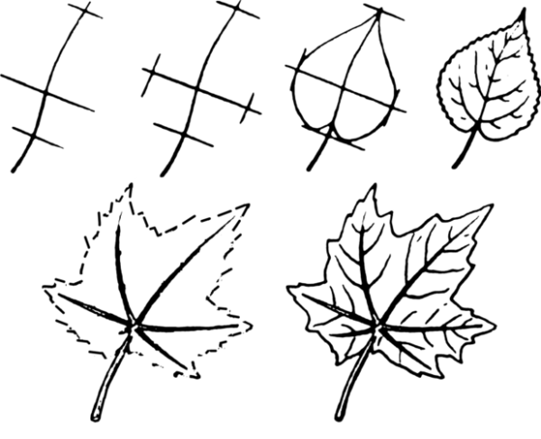 Поэтапное рисование листьев деревьев