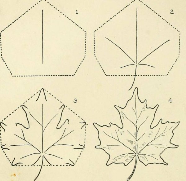Кленовый лист рисунок пошагово