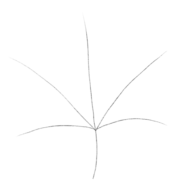 Этапы рисования кленового листа