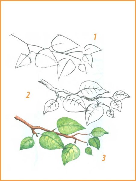 Поэтапное рисование ветки дерева