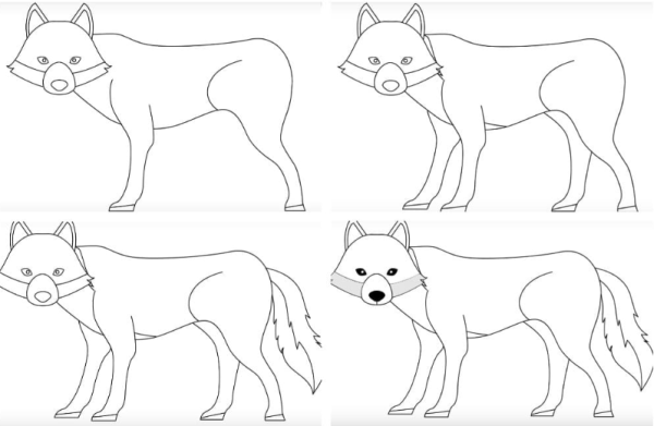 Пошаговое рисование волка