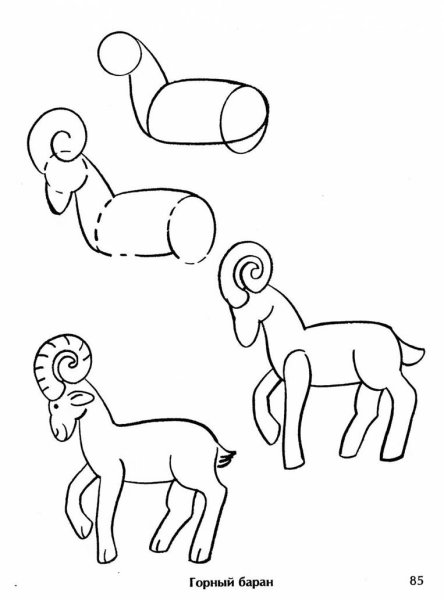 Дикий баран рисунок