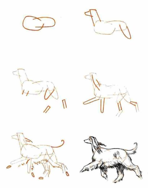 Поэтапный рисунок собаки