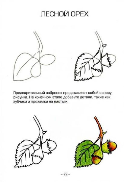 Как рисовать Лесной орех