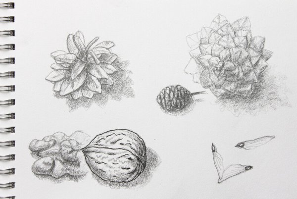 Шишки простым карандашом