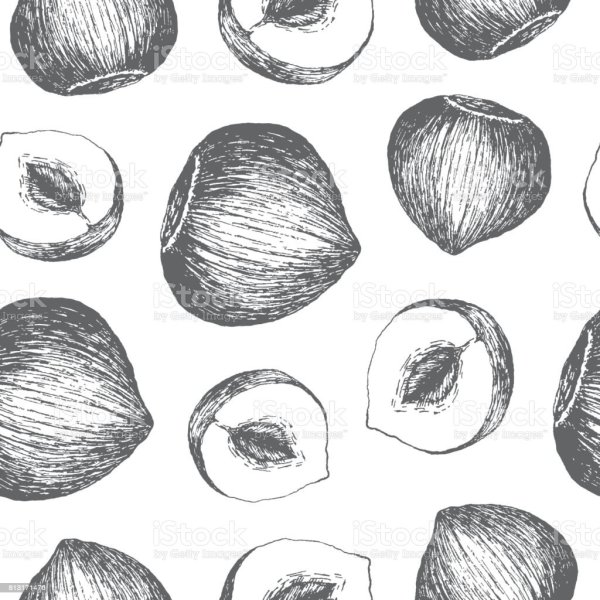 Лесной орех вектор