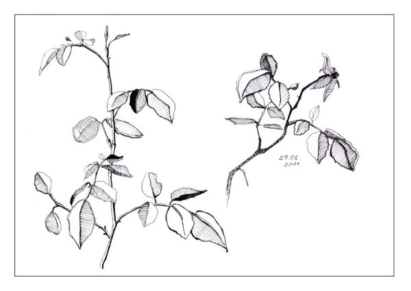 Рисунки Наброски растений