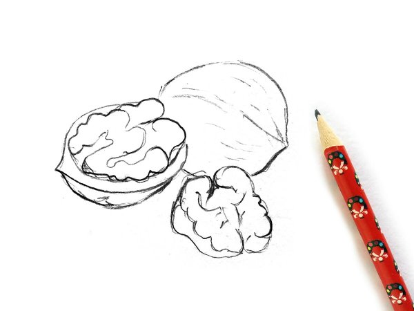 Орехи карандашом