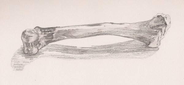 Рисование костей