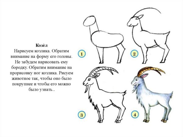 Рисунок козла поэтапно