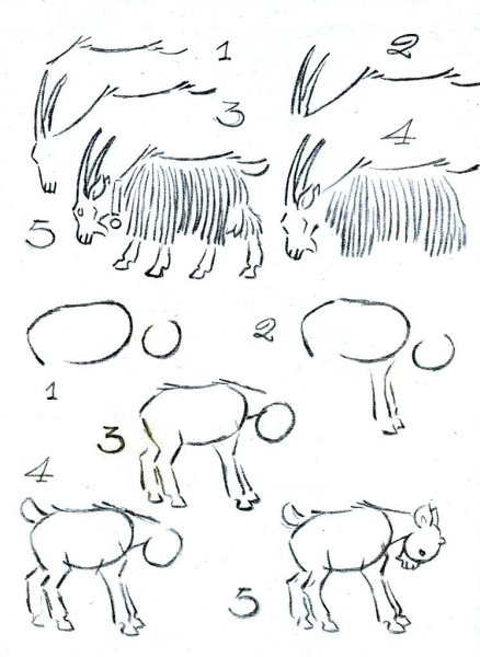 Поэтапный рисунок козы