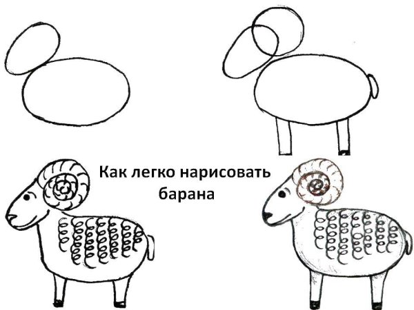 Как нарисовать барана