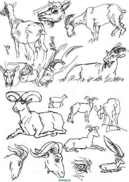 Анатомия козы для рисования