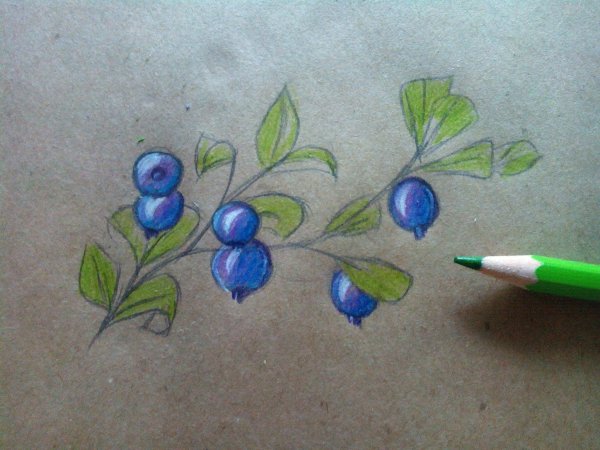 Рисование черника