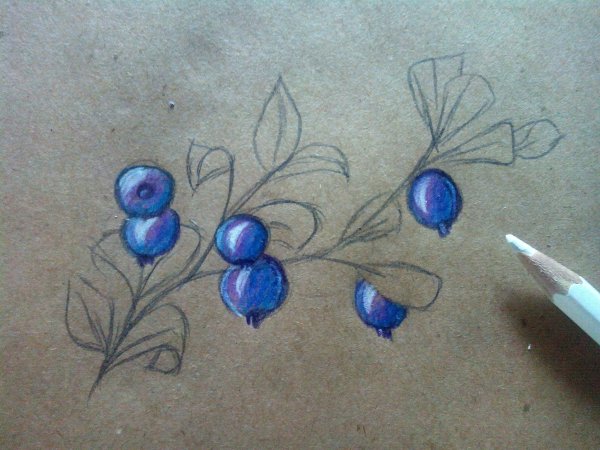 Черника карандашом
