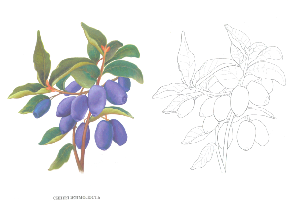 Ягода жимолость