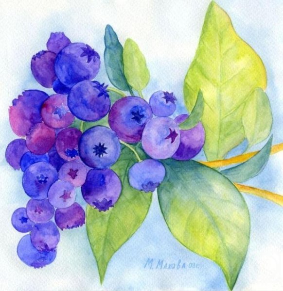 Голубика акварелью