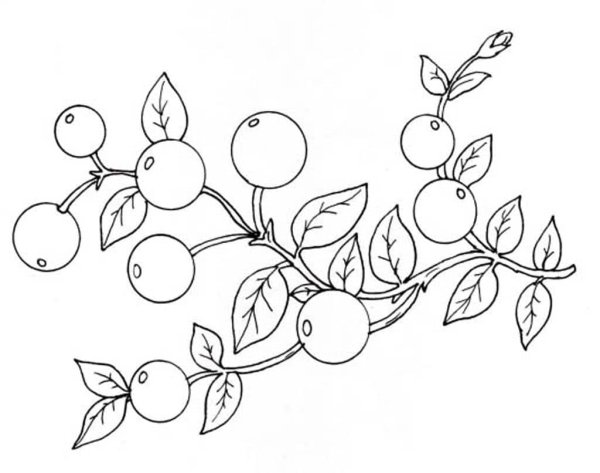 Раскраска брусника Лесные ягоды