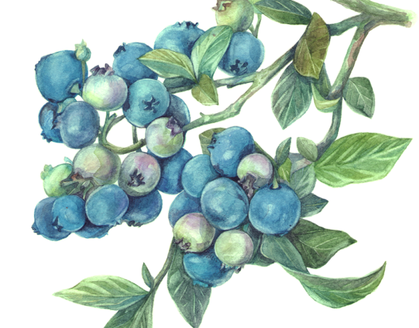 Веточка голубики акварель