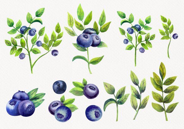 Голубика листья простые или сложные