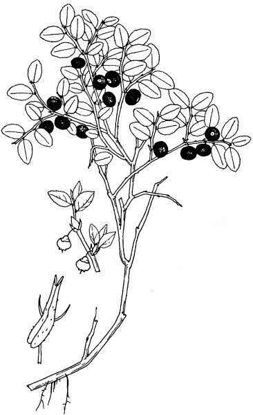 Брусника обыкновенная ботаника