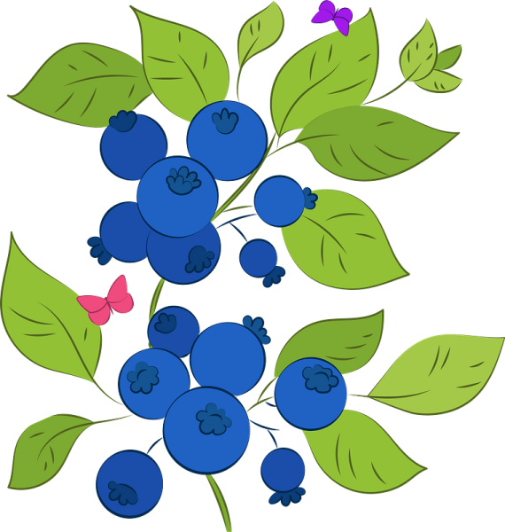 Куст черники рисунок