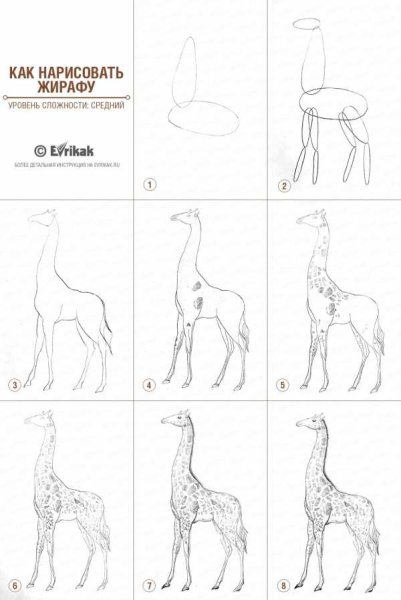 Рисование Жираф подготовительная группа