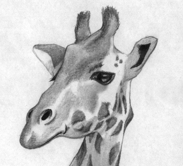 Пошаговый рисунок жирафа